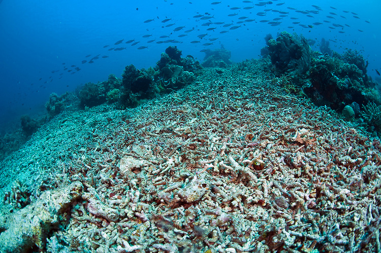 Manfaat Rehabilitasi Terumbu Karang di Kepulauan Seribu