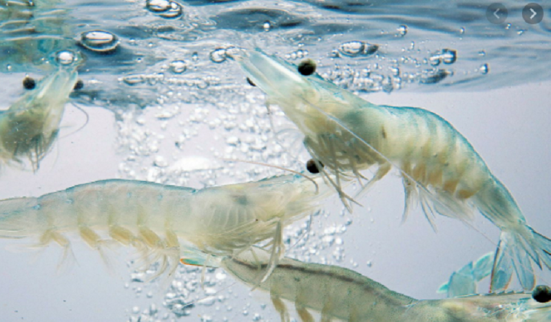 umpan ikan laut terbaik