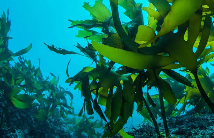 Fakta Menarik Rumput Laut dari Laut hingga Kehidupan Sehari Hari
